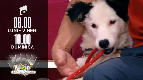 Super Neatza, 14 iulie 2021. Recuperarea câinilor după operație