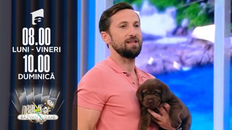 Super Neatza, 16 iulie 2021. Totul despre creșterea și îngrijirea unui câine rasa Labrador Retriever