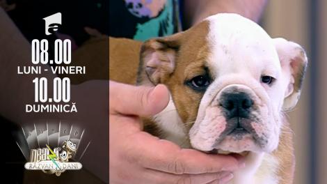 Neatza de Weekend, 18 iulie 2021. Particularitățile rasei Bulldog Englez