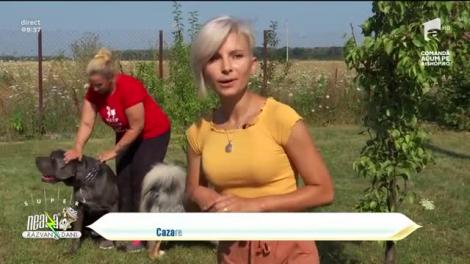 Super Neatza, 21 iulie 2021. Diferența dinte un hotel pentru animale și un pet sitter