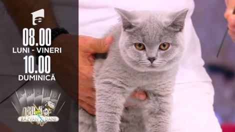 Super Neatza, 29 iulie 2021. De ce trebuie să ținem cont când adoptăm sau cumpărăm o pisică