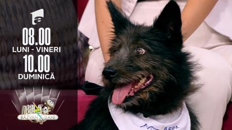 Super Neatza, 14 septembrie 2021. Cum putem adopta un câine