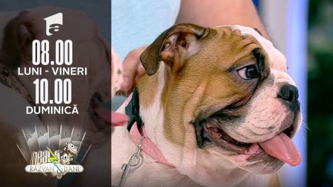 Super Neatza, 15 septembrie 2021. Sfaturi pentru cei care își doresc un Bulldog Englez