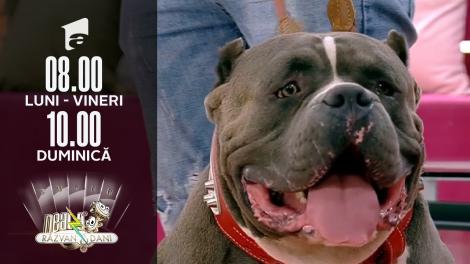 Super Neatza, 24 septembrie 2021. Totul despre creșterea și îngrijirea unui câine rasa American Bully