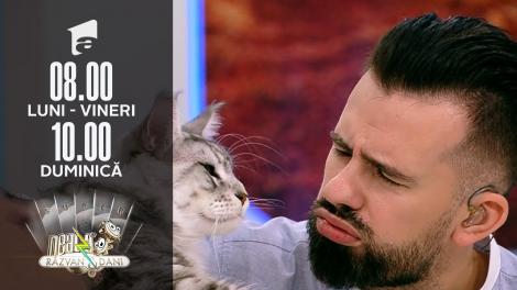 Super Neatza, 27 septembrie 2021. Totul despre rasa de pisici Maine Coon