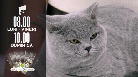 Super Neatza, 11 octombrie 2021. Totul despre rasa British Shorthair