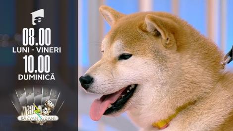 Neatza de Weekend, 31 octombrie 2021. Totul despre rasa Shiba Inu