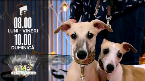 Super Neatza de Weekend, 7 noiembrie 2021. Totul despre creșterea și îngrijirea unui câine din rasa Whippet