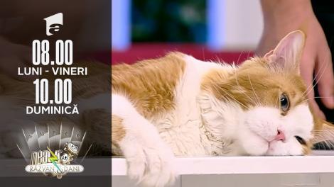 Super Neatza, 23 noiembrie 2021. Totul despre rasa de pisici Maine Coon