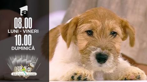 Neatza de Weekend, 28 noiembrie 2021. Rasa Jack Russell Terrier, caracteristici și temperament