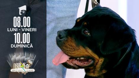 Neatza de Weekend, 19 decembrie 2021. Cum îngrijim corect un câine din rasa Rottweiler