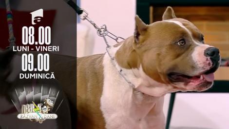 Super Neatza, 11 ianuarie 2022. Totul despre rasa de câini Amstaff