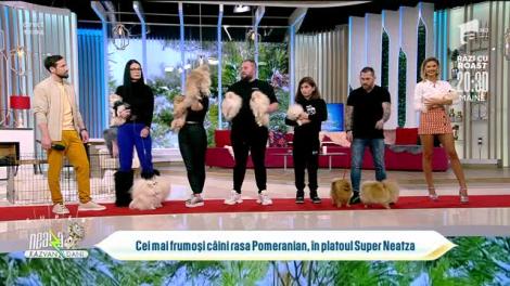 Super Neatza, 18 ianuarie 2022. Cei mai frumoși câini rasa Pomeranian