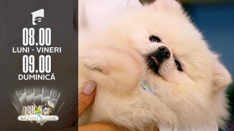 Super Neatza, 18 ianuarie 2022. Cei mai frumoși câini rasa Pomeranian
