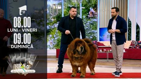 Super Neatza, 20 ianuarie 2022. Boss Phantom, cel mai frumos si premiat Mastiff Tibetan din lume