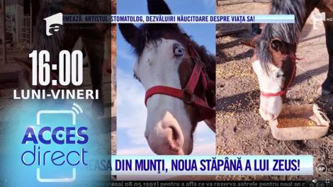 Acces Direct, 17 februarie 2022. Jupâneasa din munți, noua stăpână a lui Zeus, calul cu ochi albaştri