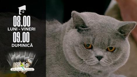 Neatza de Weekend, 27 februarie 2022. Totul despre pisicile din rasa British Shorthair