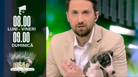 Super Neatza, 1 martie 2022. Totul despre rasa de c&acirc;ini Whippet