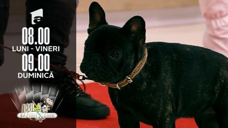 Super Neatza, 13 martie 2022. Diferențele dintre Bulldog Francez și Boston Terrier