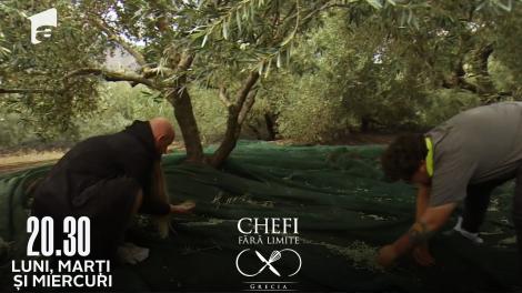 Chefi fără limite, 11 aprilie 2022. Concurenții au folosit furcile lui Poseidon la proba de cules măsline