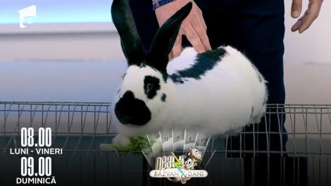 Neatza de Weekend, 24 aprilie 2022. Cei mai simpatici iepurași au venit în platoul matinalului