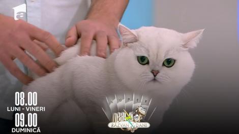 Super Neatza, 26 aprilie 2022. Totul despre rasa British Shorthair