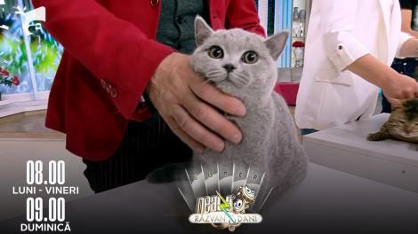 Super Neatza, 3 mai 2022. SofistiCAT - Salonul Internațional Felin București își redeschide porțile