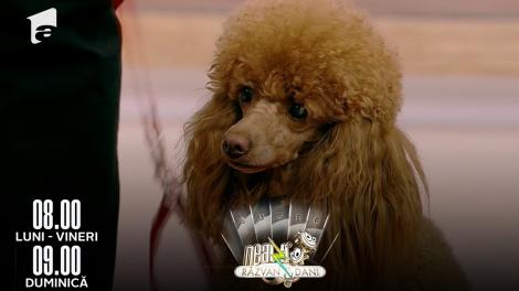 Neatza de Weekend, 8 mai 2022. Câinele rasa Caniche - caracteristici și temperament