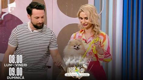 Super Neatza, 7 iunie 2022. Totul despre cățeii din rasa Pomeranian