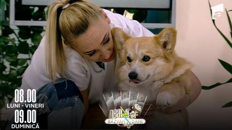 Neatza de Weekend, 12 iunie 2022. Sfaturi de îngrijire utile despre câinii Corgi