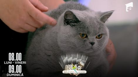 Super Neatza, 14 iunie 2022. Sfaturi de îngrijire și informații utile despre puii din rasa British Shorthair