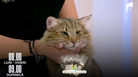 Super Neatza, 5 iulie 2022. Pisica Norvegiană de Pădure