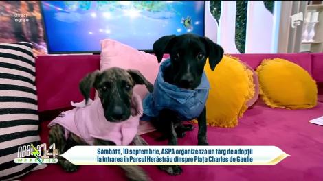 Super Neatza de Weekend, 4 septembrie 2022. Factorii de care trebuie să ținem cont când ne decidem să adoptăm un animăluț de companie