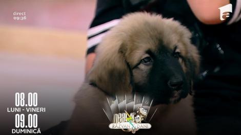 Super Neatza, 27 septembrie 2022. Ciobănesc Caucazian, caracteristici și temperament