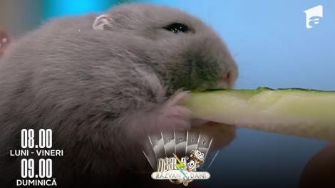 Super Neatza, 11 octombrie 2022. Ramona Olaru și-a făcut hamsterul vedeta!