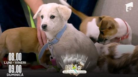 Super Neatza, 18 octombrie 2022. Tot ce trebuie să știi când adopți un animal de companie
