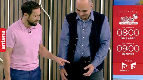 Super Neatza, 15 noiembrie 2022. Totul despre rasa British Shorthair