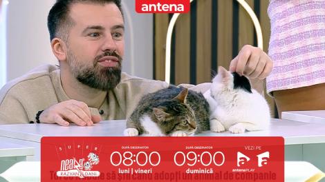 Super Neatza, 31 ianuarie 2023. Tot ce trebuie să știi când adopți un animal de companie