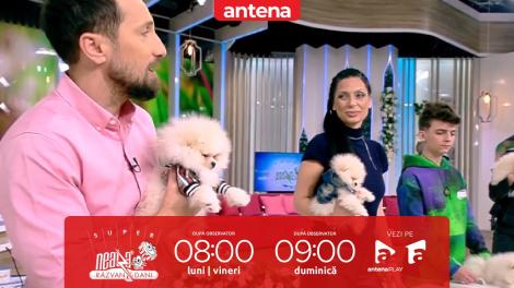 Super Neatza, 7 martie 2023.  Cei mai simpatici și pufoși pui din rasa Pomeranian