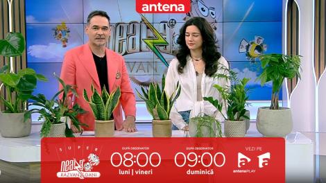 Super Neatza, 20 martie 2023. Care sunt cele mai potrivite plante pentru amenajarea locuinței