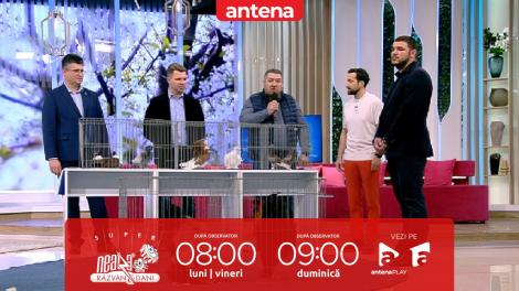 Super Neatza, 28 martie 2023. Super expoziție de porumbei și păsări de curte