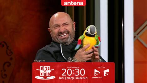 Chefi la cuțite | Sezonul 11, 5 aprilie 2023. Chef Cătălin Scărlătescu, ”pedepsit” să jurizeze concurenții cu un papagal vorbitor de jucărie