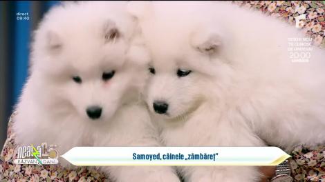 Super Neatza, 11 aprilie 2023. Sfaturi de îngrijire despre câinii din rasa Samoyed