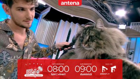 Neatza de Weekend, 23 aprilie 2023. Cel mai premiat Maine Coon din România