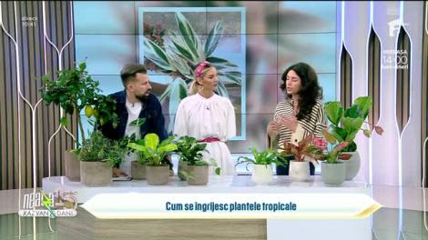 Super Neatza, 24 aprilie 2023. Plante exotice care rezistă &icirc;n apartamentele rom&acirc;nilor