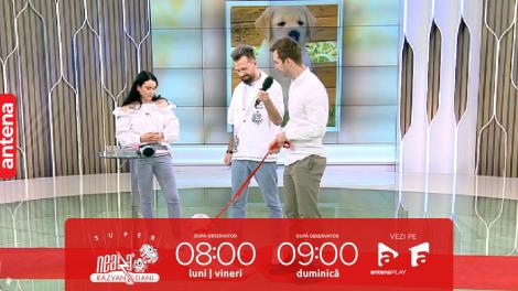 Super Neatza, 8 iunie 2023. Cum stimulăm mintea cățeilor cu ajutorul jucăriilor interactive