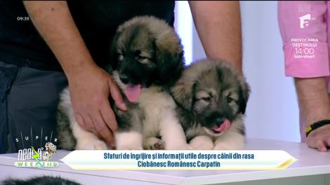 Neatza de Weekend, 16 iulie 2023. Totul despre Ciobănescul Românesc Carpatin
