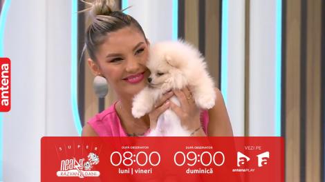 Super Neatza, 12 septembrie 2023. Cei mai pufoși și simpatici câini din rasa Pomeranian