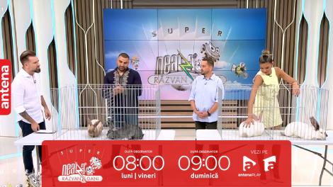 Super Neatza, 19 septembrie 2023. Cele mai frumoase rase românești de iepuri