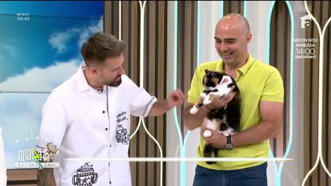 Super Neatza, 26 septembrie 2023.Cum îngrijim rasa British Shorthair în sezonul rece